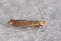 Bucculatrix maritima