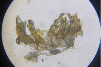 Bucculatrix maritima