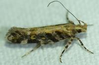Aristotelia decoratella
