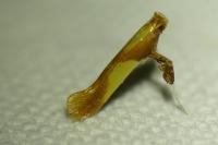 Caloptilia alchimiella
