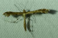 Oxyptilus distans