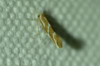 Phyllonorycter millierella