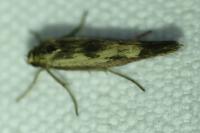 Scythris limbella