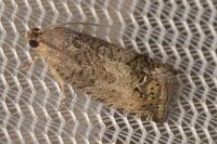 Cydia gr. succedana