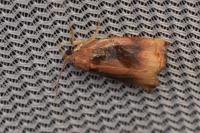 Archips podana