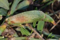 Augasma aeratella