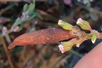 Augasma aeratella