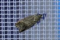 Cydia splendana