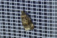 Endothenia