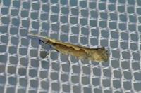 Plutella xylostella