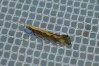 Plutella xylostella