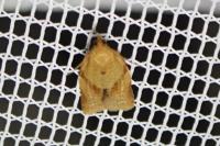 Clepsis consimilana