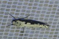 Ethmia bipunctella