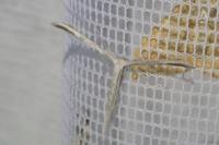 Emmelina monodactyla