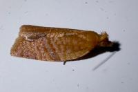 Clepsis consimilana