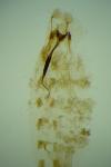 Coleophora albidella
