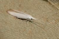 Coleophora albidella