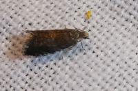 Strophedra nitidana