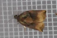Archips podana