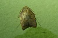 Carcina quercana