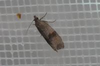 Celypha striana