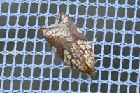 Acleris rhombana