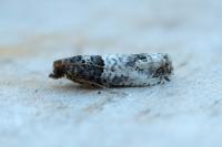 Notocelia incarnatana