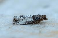Notocelia incarnatana