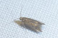 Apodia bifractella