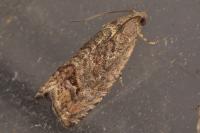 Cydia splendana