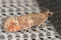 Clavigesta sylvestrana