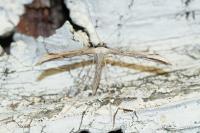 Emmelina monodactyla