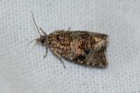 Celypha lacunana
