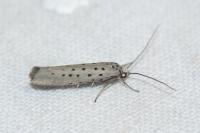 Yponomeuta sedella