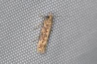 Scrobipalpa ocellatella