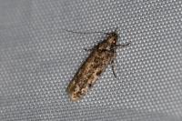 Psoricoptera gibbosella