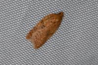 Acleris ferrugana/notana