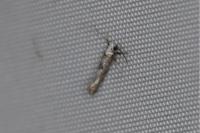 Paraswammerdamia albicapitella