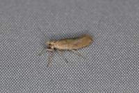 Ypsolopha alpella