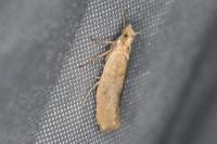 Ypsolopha alpella