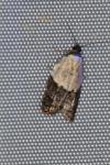 Acleris variegana