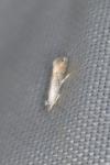 Phyllonorycter harrisella