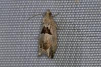 Epinotia ramella