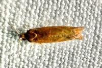 Epinotia tenerana