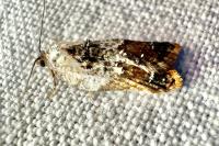 Acleris variegana