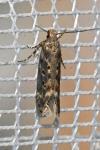 Scrobipalpa ocellatella