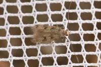 Borkhausenia nefrax