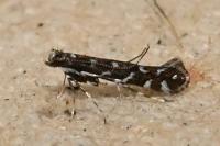 Parectopa ononidis