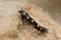 Parectopa ononidis