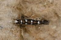 Parectopa ononidis